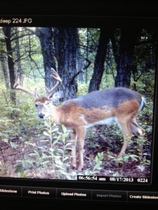 This 10 point buck was captured by my trail camera earlier this season. 