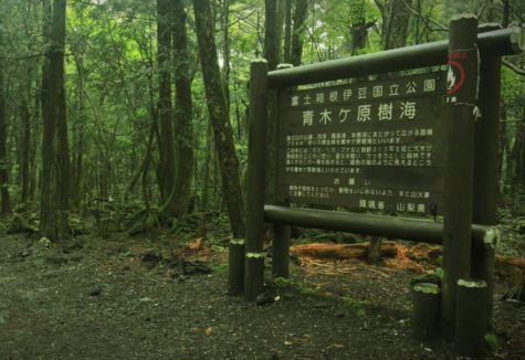 Logan Paul scandal brings light to Japanese forest of death