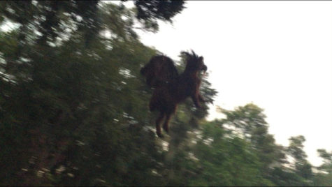 The Jersey Devil