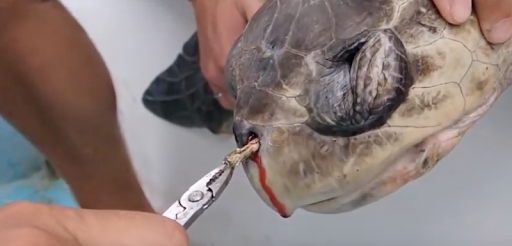 Rescuers pull a plastic straw from a sea turtles nose. 